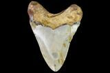 Fossil Megalodon Tooth - North Carolina #109015-2